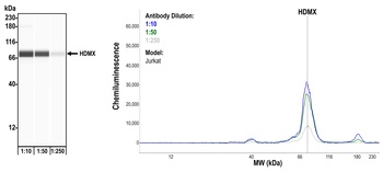 Rabbit anti-HdmX/MDM4 Recombinant Monoclonal Antibody
