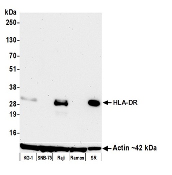 HLA-DR Antibody