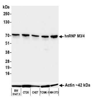 Mouse anti-hnRNP M3/4 Monoclonal Antibody