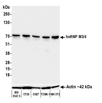 hnRNP M3/4 Antibody