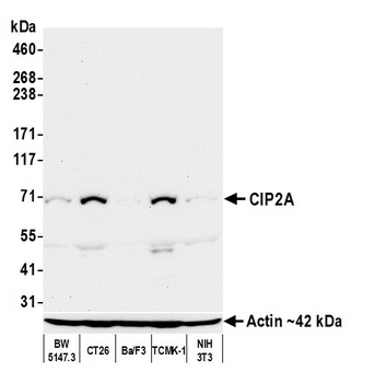 CIP2A Antibody