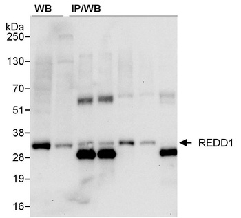 Mouse anti-REDD1 Monoclonal Antibody