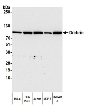 Rabbit anti-Drebrin Antibody