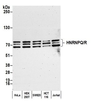 Rabbit anti-HNRNPQ/R Antibody