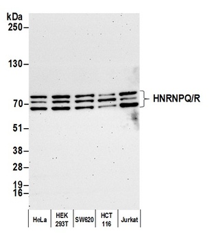 HNRNPQ/R Antibody