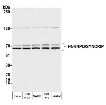 Rabbit anti-HNRNPQ/SYNCRIP Antibody