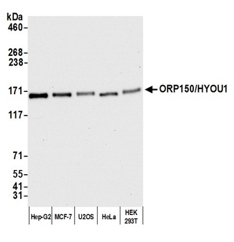 Rabbit anti-ORP150/HYOU1 Antibody
