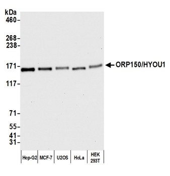 ORP150/HYOU1 Antibody