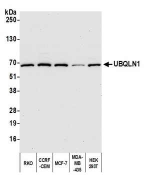 Rabbit anti-UBQLN1 Antibody