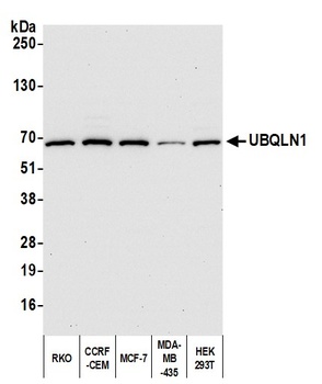 UBQLN1 Antibody