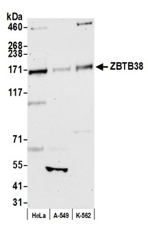 Rabbit anti-ZBTB38 Antibody