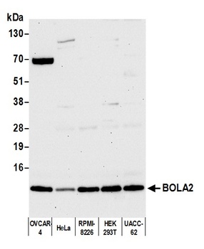 Rabbit anti-BOLA2 Antibody