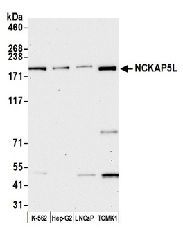 NCKAP5L Antibody