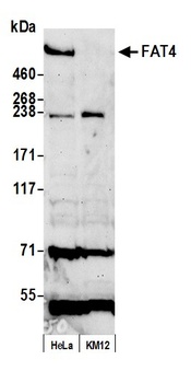 FAT4 Antibody