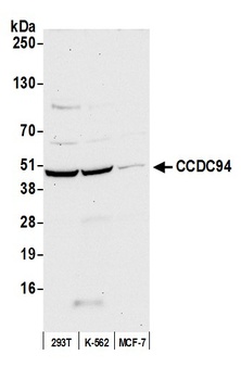 CCDC94 Antibody