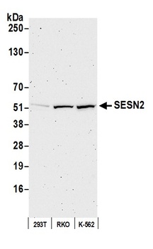 SESN2 Antibody