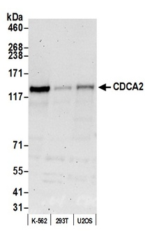 Rabbit anti-CDCA2 Antibody