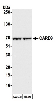 CARD9 Antibody