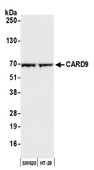 Rabbit anti-CARD9 Antibody
