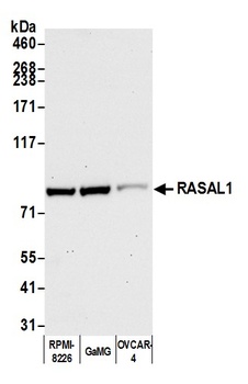 Rabbit anti-RASAL1 Antibody