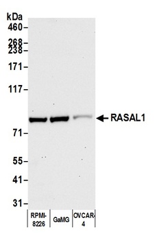 RASAL1 Antibody