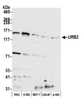URB2 Antibody