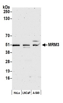 Rabbit anti-MRM3 Antibody