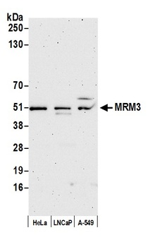 MRM3 Antibody