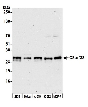 C8orf33 Antibody