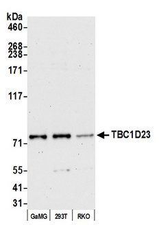 TBC1D23 Antibody