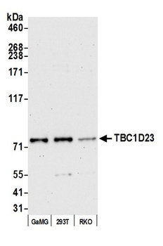 Rabbit anti-TBC1D23 Antibody