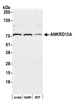 Rabbit anti-ANKRD13A Antibody