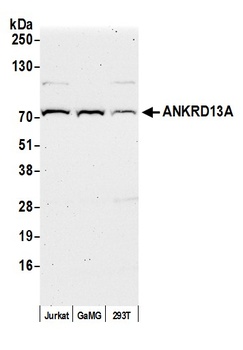 ANKRD13A Antibody