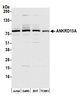 Rabbit anti-ANKRD13A Antibody