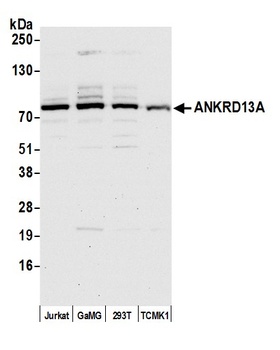 ANKRD13A Antibody