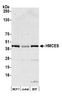 HMCES Antibody