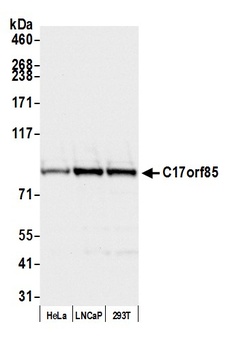 C17orf85 Antibody