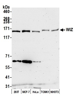 Rabbit anti-WIZ Antibody