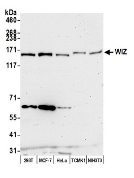 WIZ Antibody