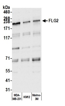 FLG2 Antibody