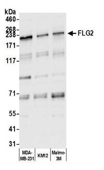 Rabbit anti-FLG2 Antibody