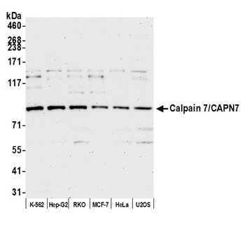 Calpain 7/CAPN7 Antibody