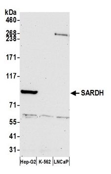 SARDH Antibody