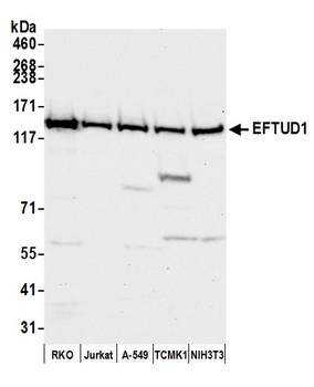EFTUD1 Antibody
