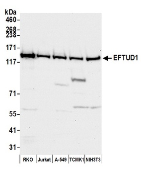 Rabbit anti-EFTUD1 Antibody