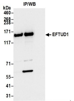 Rabbit anti-EFTUD1 Antibody