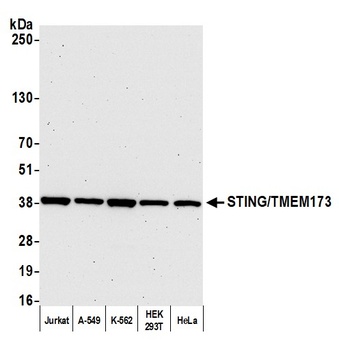 Rabbit anti-STING/TMEM173 Antibody