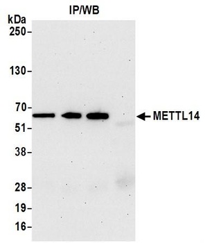 Rabbit anti-METTL14 Antibody