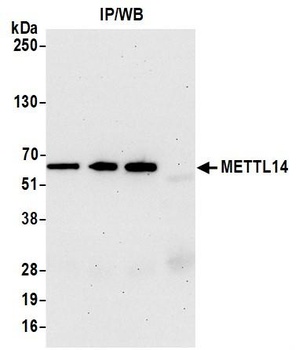 METTL14 Antibody