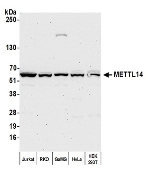 Rabbit anti-METTL14 Antibody